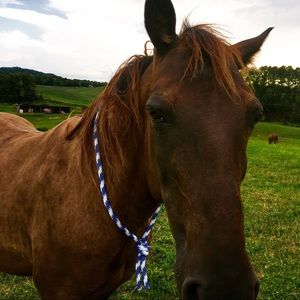 Meet your Posher, Atley